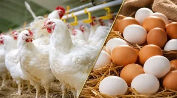 تغيرات أسعار الفراخ والبيض بعد أسبوعين من التباين في الأسواق المحلية